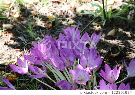 Katakuri flower that announces the arrival of spring 122591954