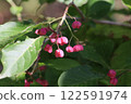 藍莓樹與紅色漿果 122591974