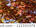鮮紅的秋葉 122591978