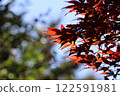 鮮紅的秋葉 122591981