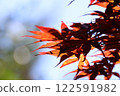 紅楓葉 122591982
