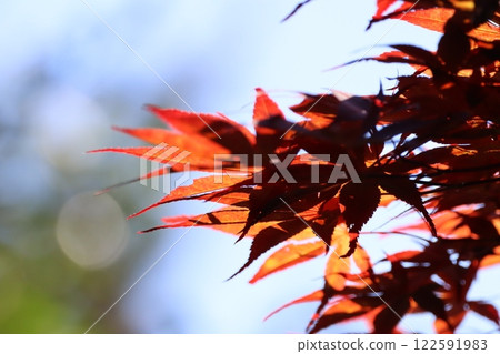 紅楓葉 122591983