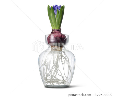 Blooming hyacinth Blooming hyacinth 122592000