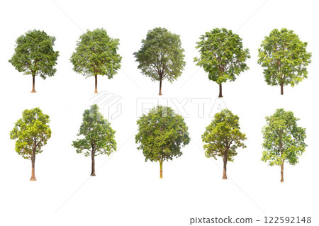 tree isolated on white background ,The collection of trees. Large trees database Botanical garden organization elements of Asian nature in Thailand, tropical trees isolated used for design, tree isolated on white background ,The collection of trees. Large trees database Botanical garden organization elements of Asian nature in Thailand, tropical trees isolated used for design, 122592148