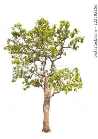 Isolated trees on white background. high qaulity tree on white background, full frame camera shoot for high resolution picture for both printing and web pages. 122592150