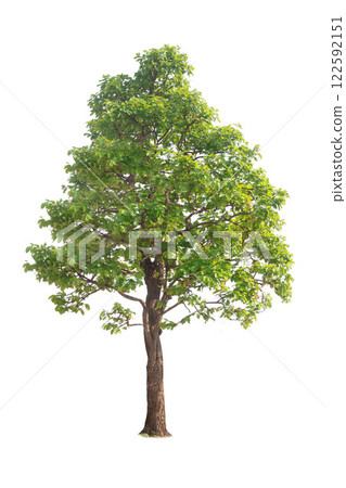 Isolated trees on white background. high qaulity tree on white background, full frame camera shoot for high resolution picture for both printing and web pages. 122592151