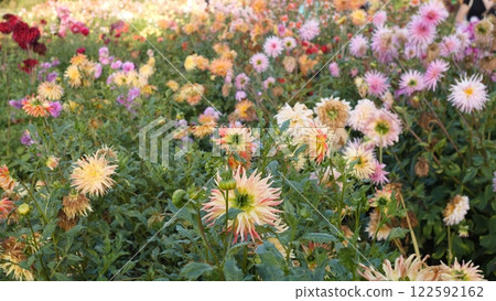 Experience the Vibrant and Beautiful Flower Garden in Blooming Glory and Colorful Splendor 122592162