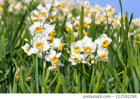 Nomozaki daffodils, Narcissus Nomozaki daffodils, Narcissus 122592298