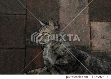 The brave figure of a strong tabby cat who seems to have many heroic tales The brave figure of a strong tabby cat who seems to have many heroic tales 122592304