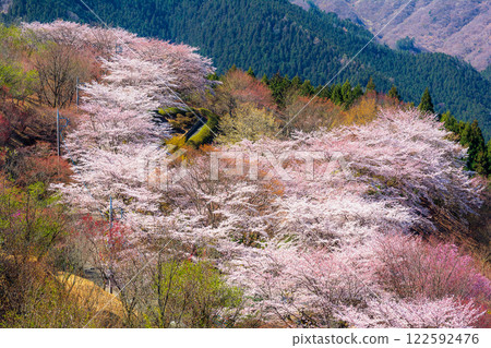 100個櫻花名勝 - 櫻山公園（群馬縣藤岡市） 122592476