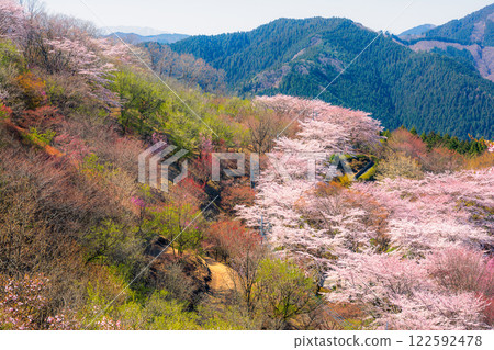 100個櫻花名勝 - 櫻山公園（群馬縣藤岡市） 122592478