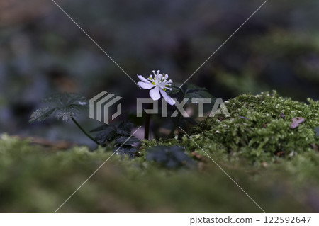 百草仁的花朵 122592647