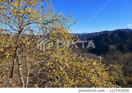 櫻山公園和蠟梅園 122592688