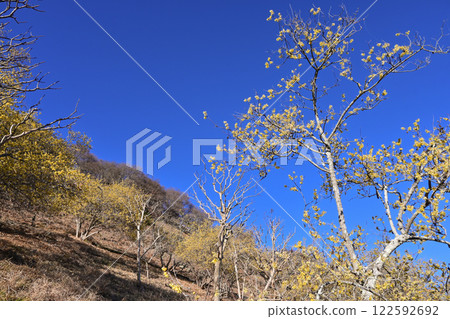 櫻山公園和蠟梅園 122592692