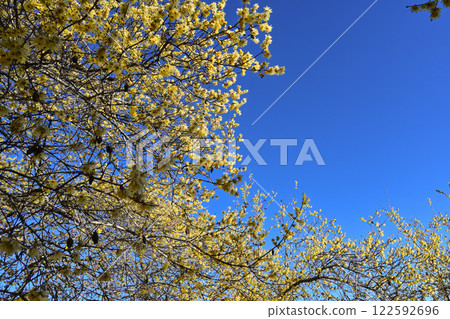 Sakurayama Park and Wintersweet Garden Sakurayama Park and Wintersweet Garden 122592696