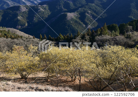 櫻山公園和蠟梅園 櫻山公園和蠟梅園 122592706