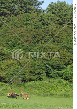 Cold-drying horse foals grazing on grass, Shiriyazaki, Aomori 122592817