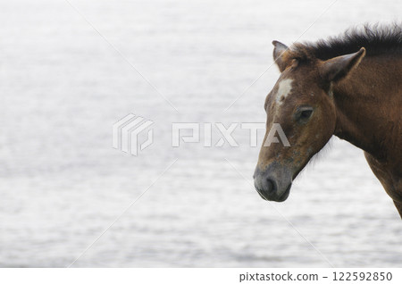 A foal of a cold-water horse, Shiriyazaki, Aomori 122592850