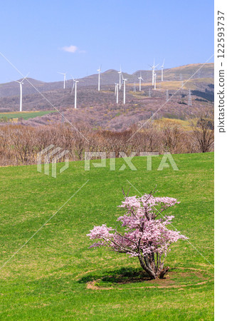 北海道室蘭崎森町的一棵櫻花樹和風車【4月】 122593737