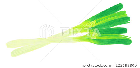 Watercolor illustration of green onion 122593809