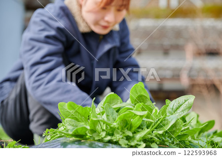 田間勞動的婦女、鄉村生活、家庭花園 田間勞動的婦女、鄉村生活、家庭花園 122593968