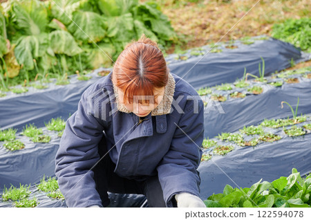 Woman working in the fields, country life, home garden Woman working in the fields, country life, home garden 122594078