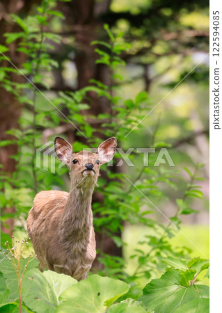 A Hokkaido deer in Yubari, Hokkaido, during the molting season for summer fur [May] 122594085