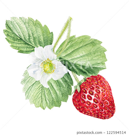 Strawberry Watercolor illustration, strawberry bushes with green leaves and white flowers 122594514
