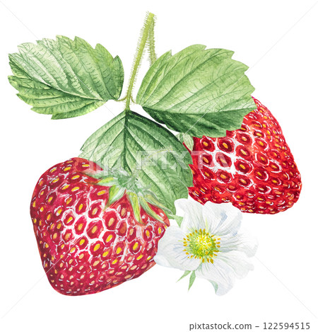 Strawberry Watercolor illustration, strawberry bushes with green leaves and white flowers 122594515