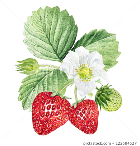 Strawberry Watercolor illustration, strawberry bushes with green leaves and white flowers 122594527