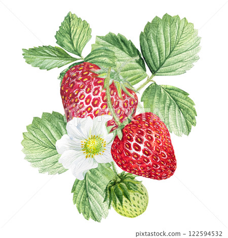 Strawberry Watercolor illustration, strawberry bushes with green leaves and white flowers Strawberry Watercolor illustration, strawberry bushes with green leaves and white flowers 122594532