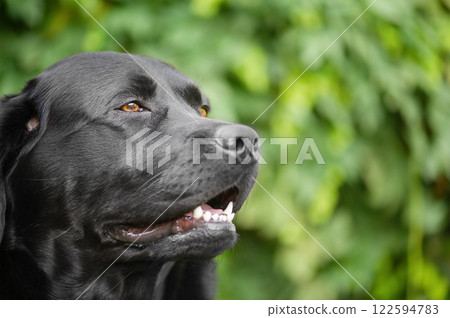 A black Labrador Retriever dog on a green background. 122594783