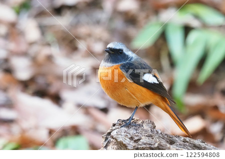 Giubitaki (male) Giubitaki (male) 122594808
