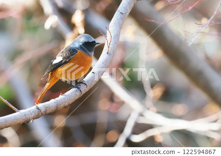 Giubitaki (male) Giubitaki (male) 122594867