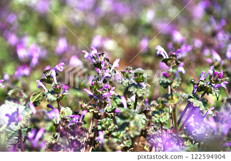 早春田野：抱莖野芝麻菜 122594904