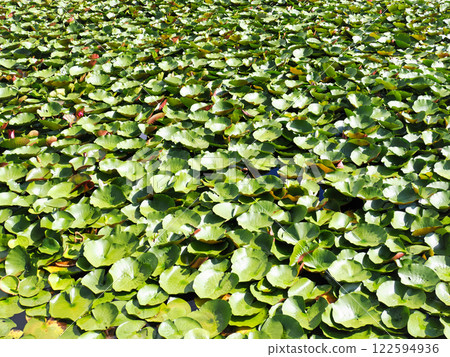 A lotus leaf floating in a pond 122594936