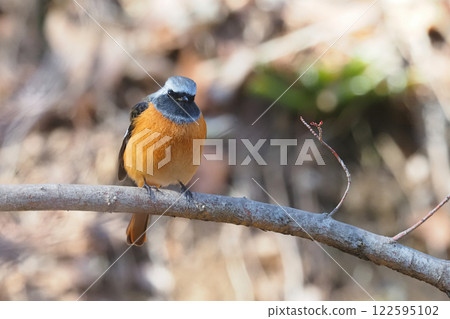Giubitaki (male) Giubitaki (male) 122595102