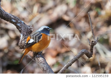 Giubitaki (male) 122595159
