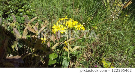 Beautiful yellow flowers of Japanese silverleaf 122595462