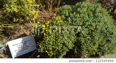 Yellow chrysanthemum flowers at Kojima Flower Garden Yellow chrysanthemum flowers at Kojima Flower Garden 122595469