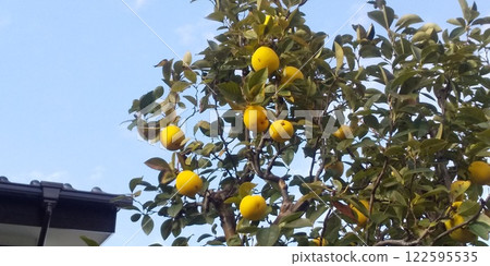 黃色木瓜有益於家庭健康 黃色木瓜有益於家庭健康 122595535