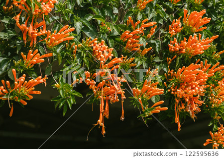 Orange trumpet or Flame flower Orange trumpet or Flame flower 122595636