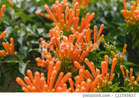 Orange trumpet or Flame flower 122595637