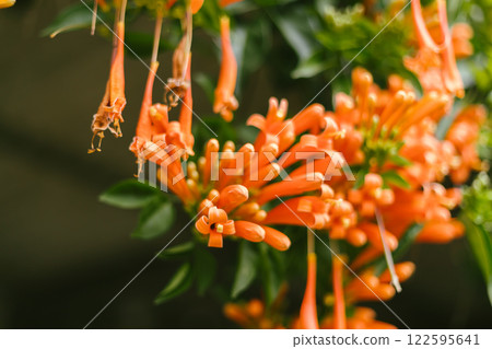 Orange trumpet or Flame flower 122595641