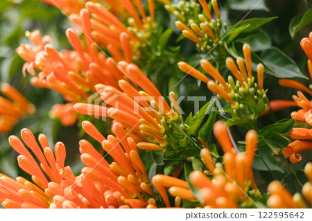 Orange trumpet or Flame flower 122595642