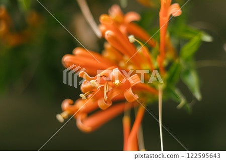 Orange trumpet or Flame flower Orange trumpet or Flame flower 122595643