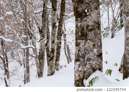 The northernmost beech forest in Kuromatsunai, Utasai The northernmost beech forest in Kuromatsunai, Utasai 122595754