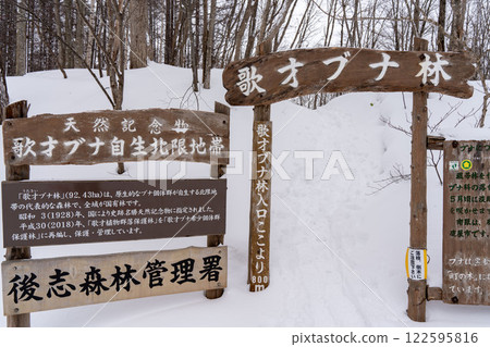 The northernmost beech forest in Kuromatsunai, Utasai The northernmost beech forest in Kuromatsunai, Utasai 122595816