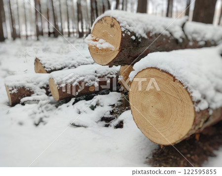 Snowy Log End Texture 122595855