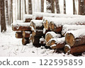 Snowy Log End Texture 122595859